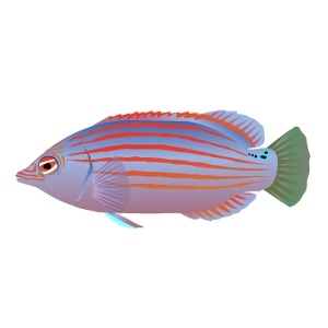 Blueberry Lined Wrasse